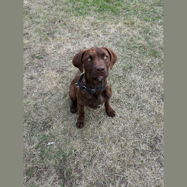 Photo of Sadie