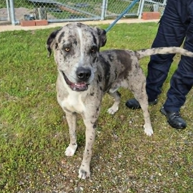 Photo of Patch