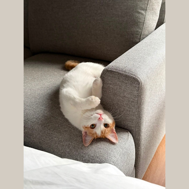 Photo of Millie