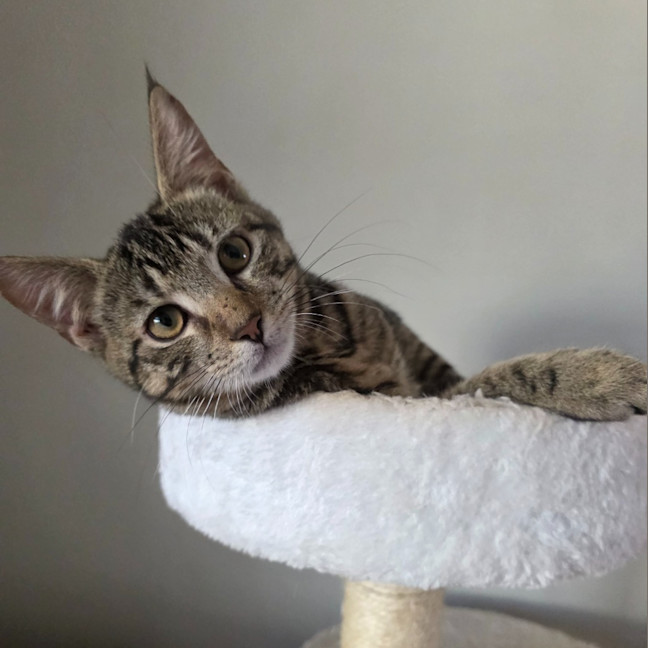 Photo of Zoodle