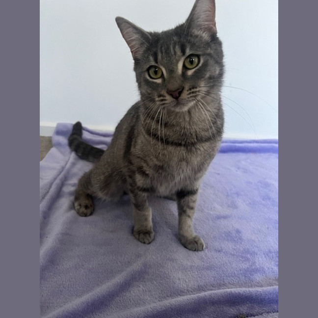 Photo of Cherry Plum