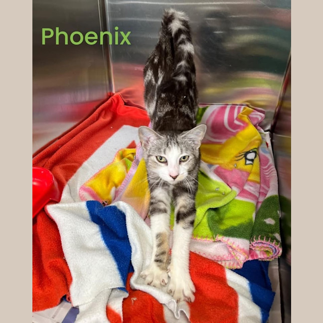 Photo of Phoenix