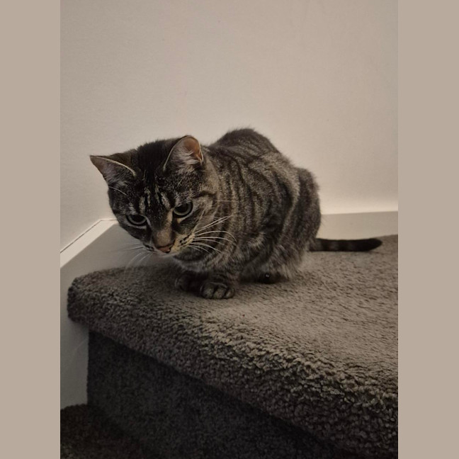 Photo of Tabby Beauty Mabel