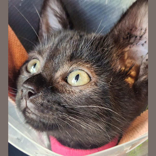 Photo of Magenta   In Foster Care In Templestowe