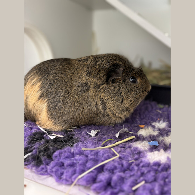 Photo of Nibbles
