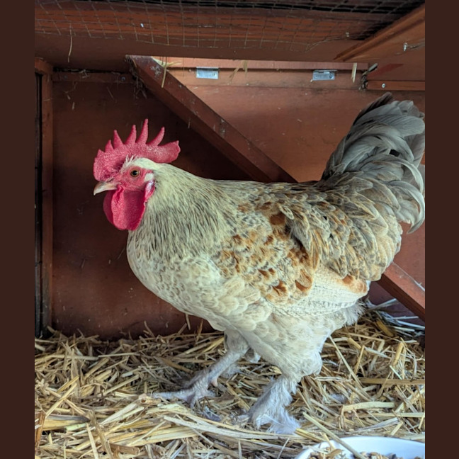 Photo of The Cluckinator