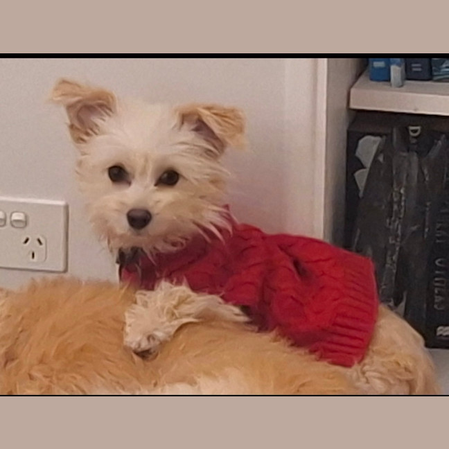 Photo of Rufus   11 Month Old Pomeranian X