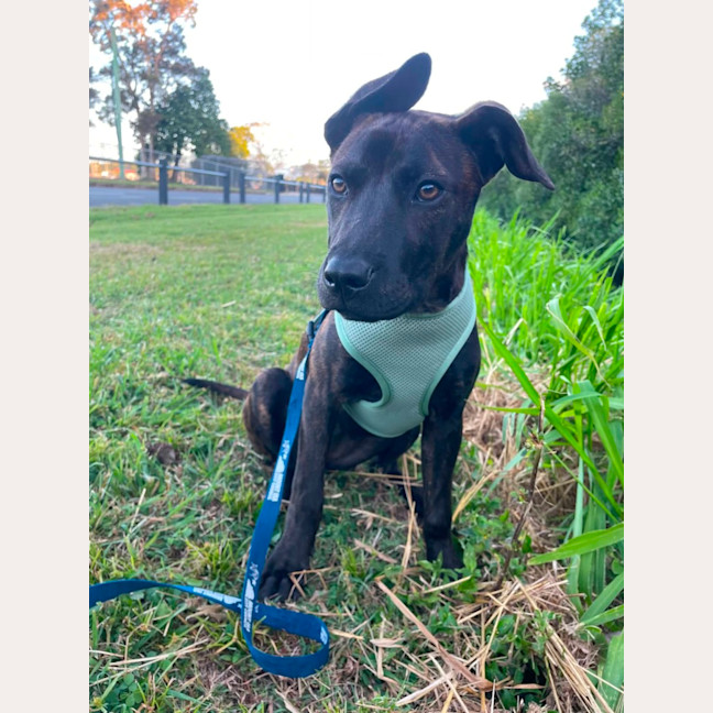 Photo of Rue