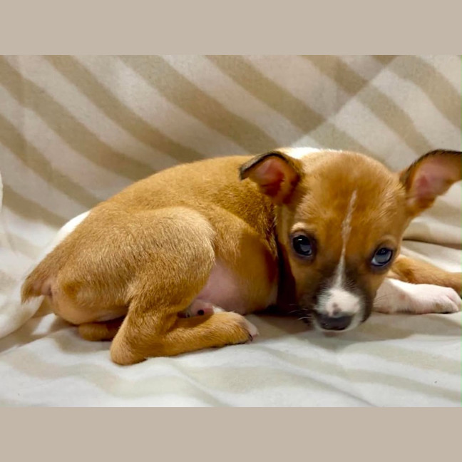 Photo of Pancake