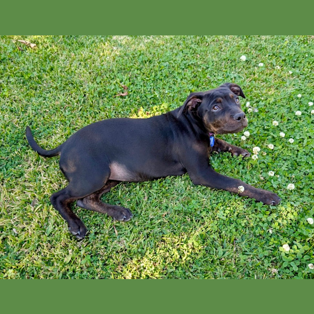 Photo of Sasha   4 Month Old Mixed Breed