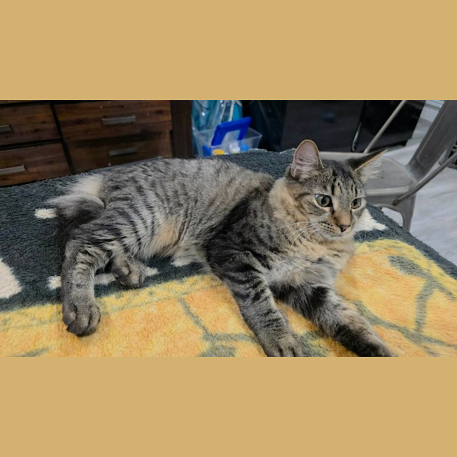 Photo of Quaza