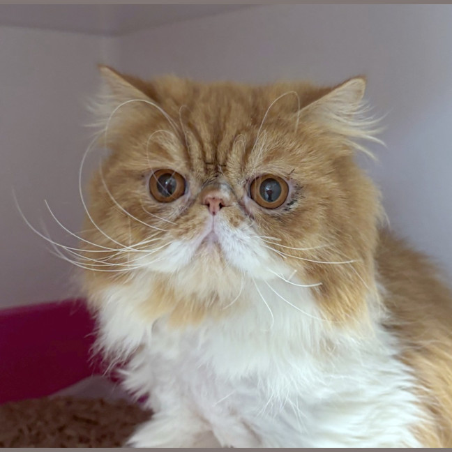 Photo of Gizmo & Coco