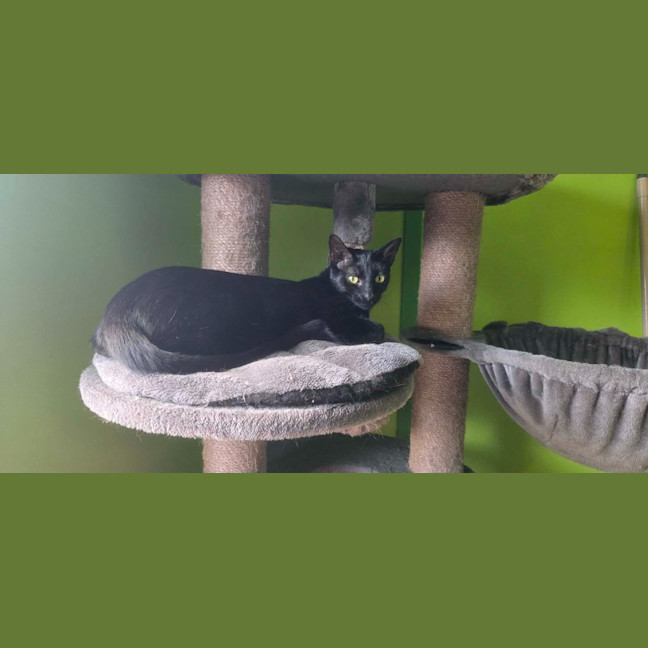 Photo of Meowthew