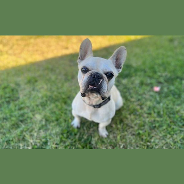 Photo of Frankie
