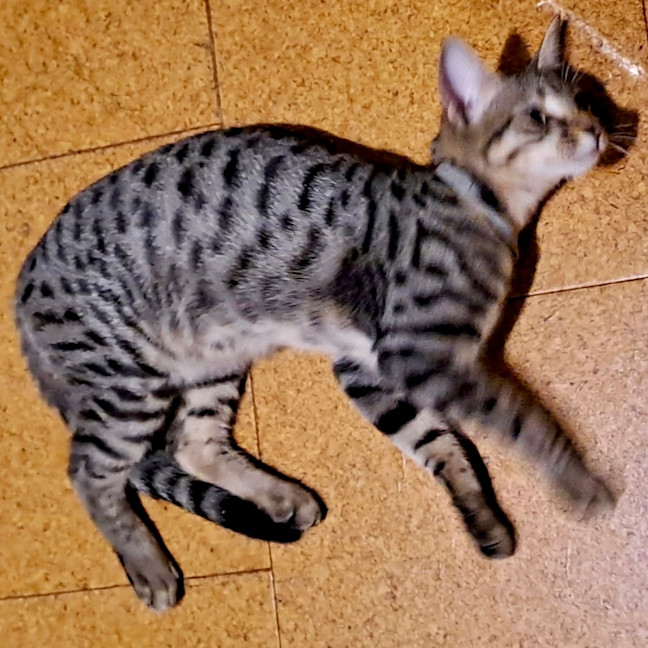 Photo of Sanura