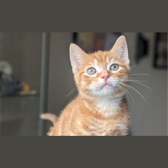 Photo of Dazzle
