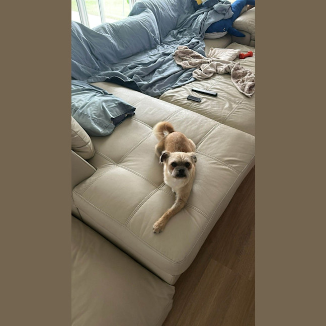 Photo of Otis   7 Year Old Brussels Griffon