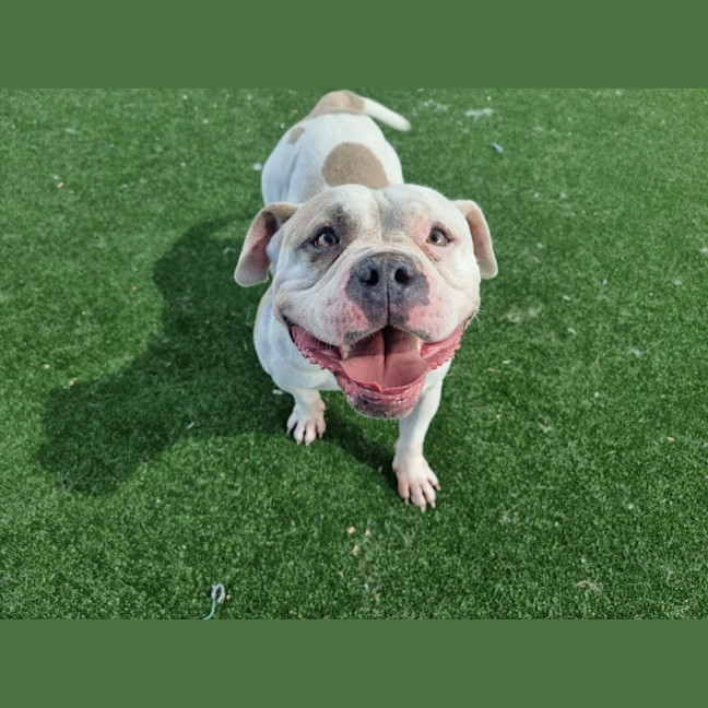 Photo of Apple Imp 2446