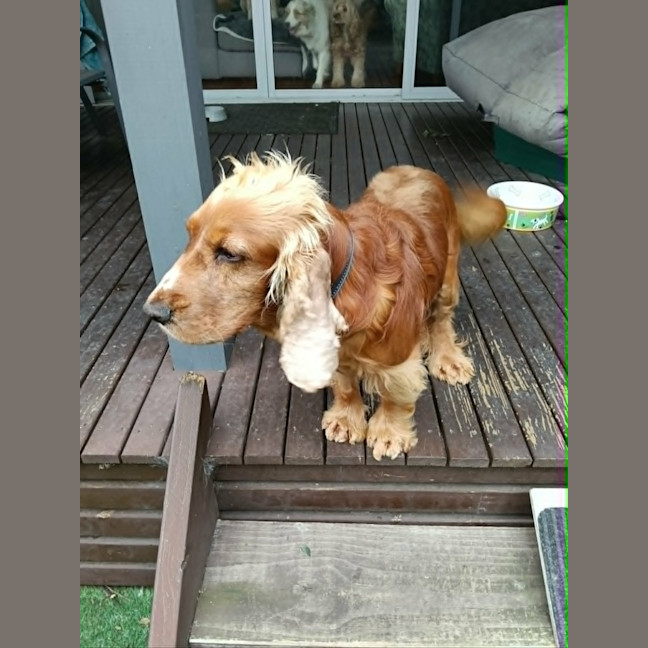 Photo of Dudley