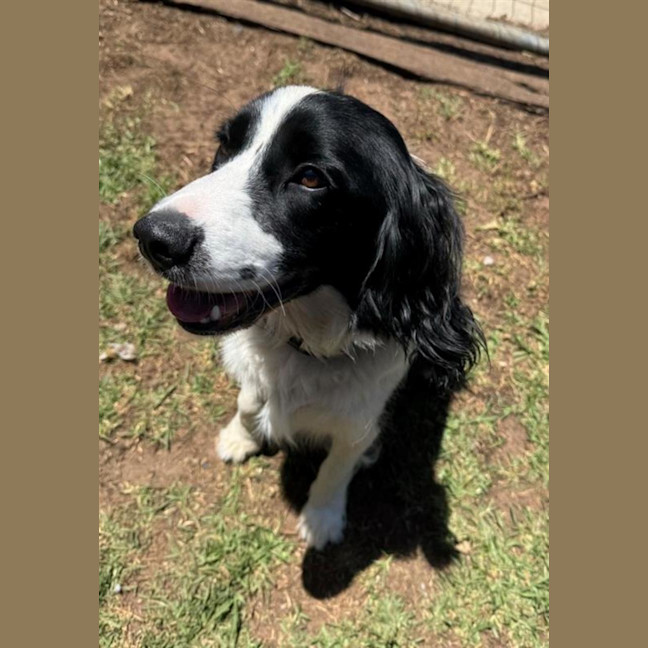 Photo of Buddy