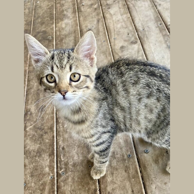 Photo of Nemo