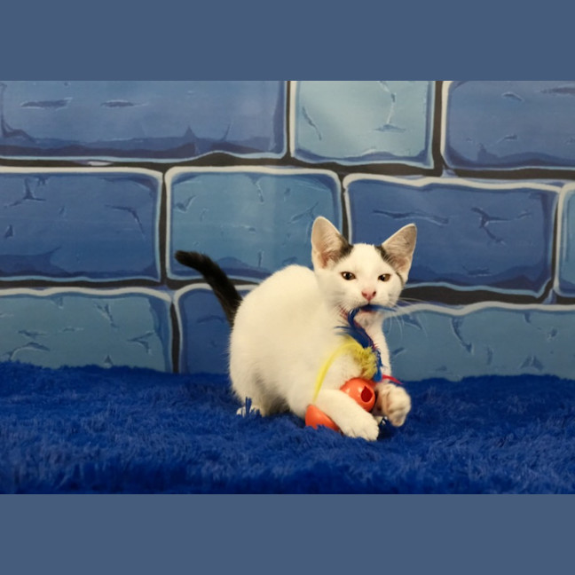 Photo of Dennis The Menace