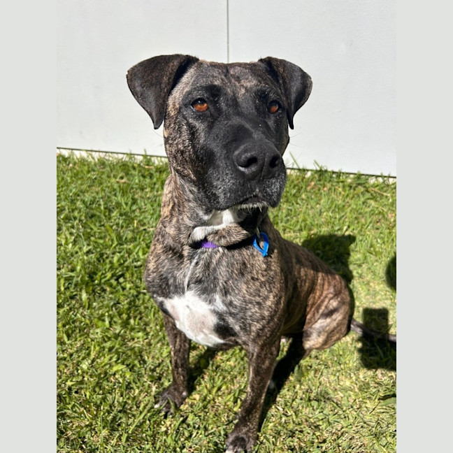 Photo of Brynn *$350 Adoption Fee*