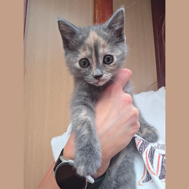 Photo of Buttercup