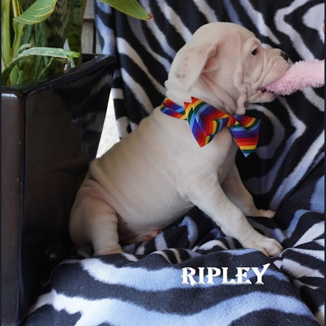 Photo of Ripley