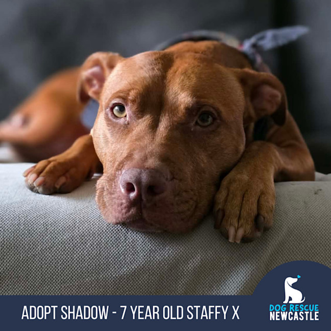 Photo of Shadow   7 Year Old Staffy X