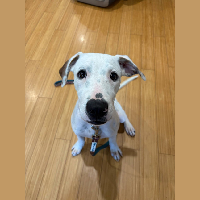 Photo of Casper 
