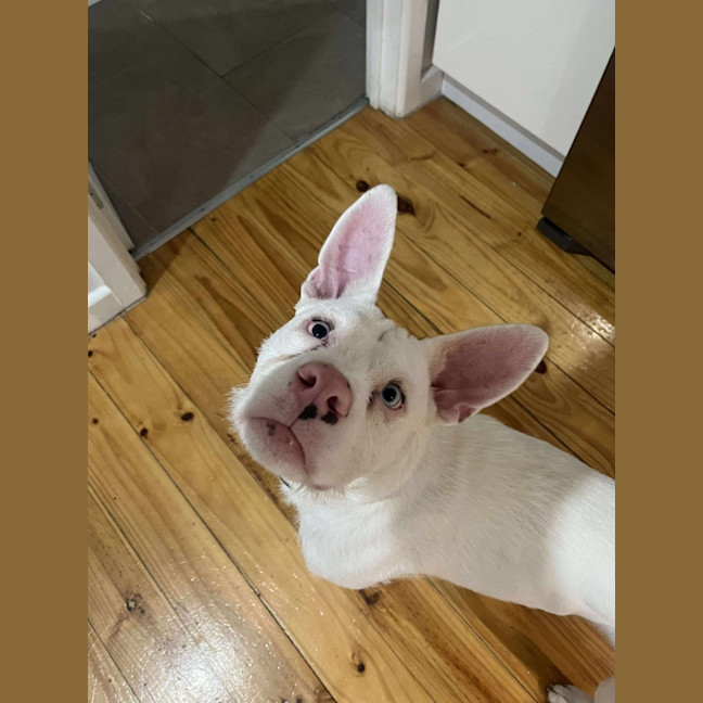 Photo of Coconut Slice