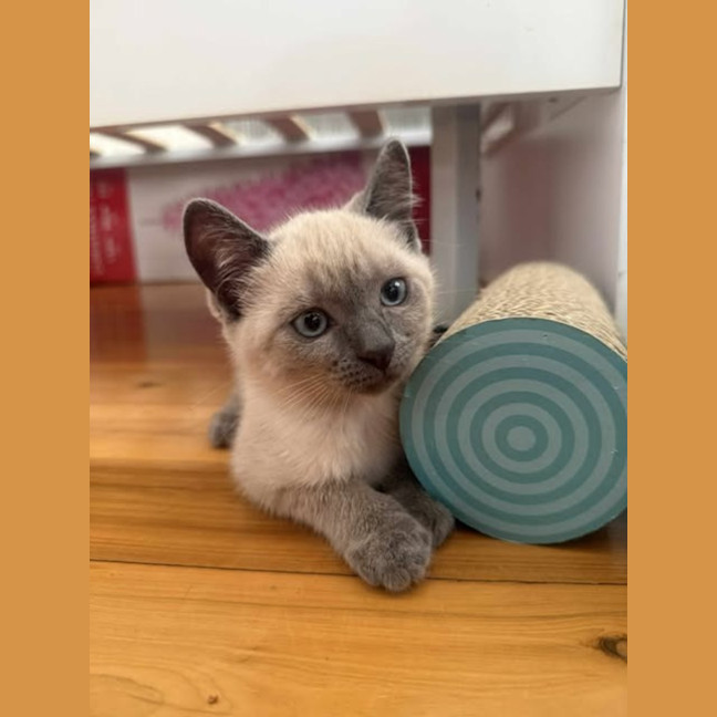 Photo of Upsy Daisy