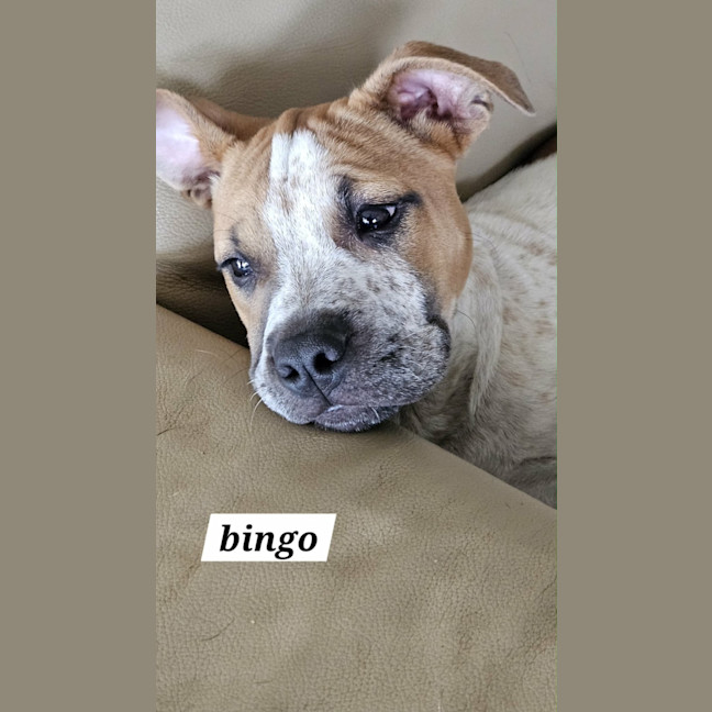 Photo of Bingo