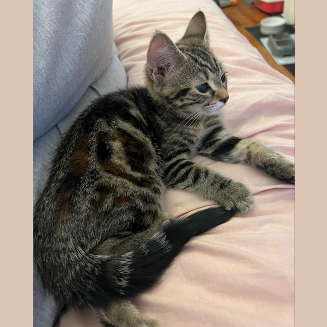 Photo of Poppy
