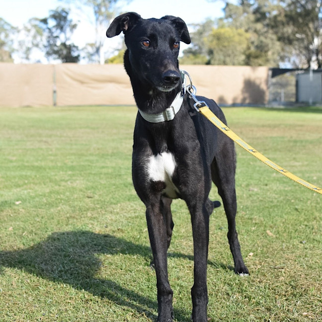 Photo of Warren The Greyhound