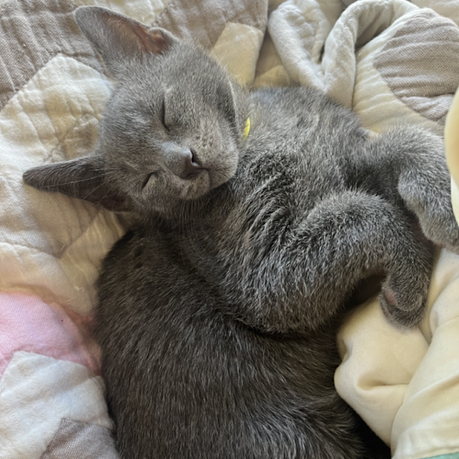 Photo of Link
