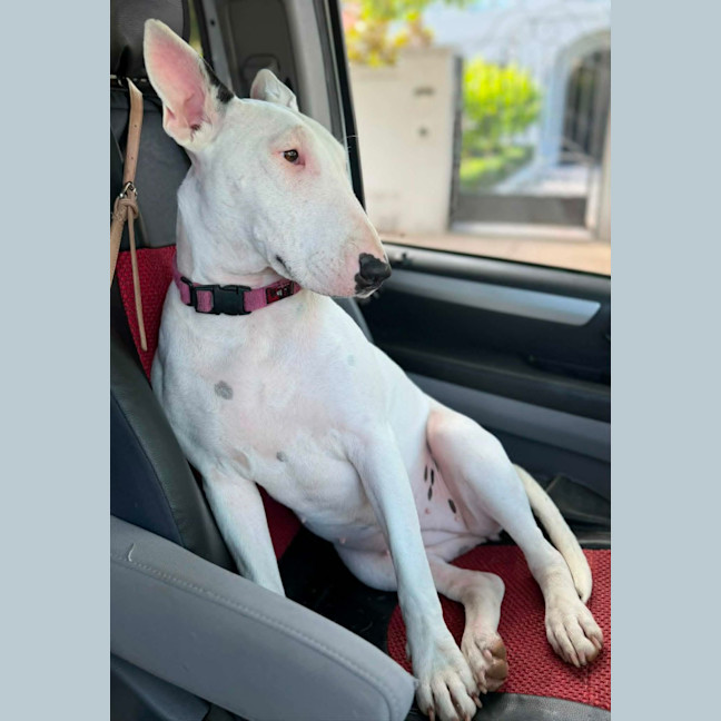 Photo of Mooboo