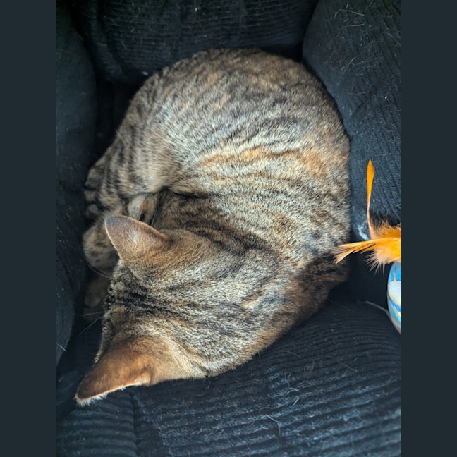 Photo of Tiny Whiney