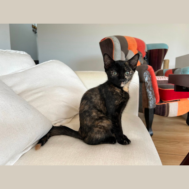 Photo of Nova