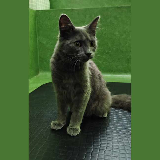 Photo of Willow