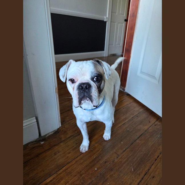 Photo of Cookie   11 Month Old Pug X Bulldog