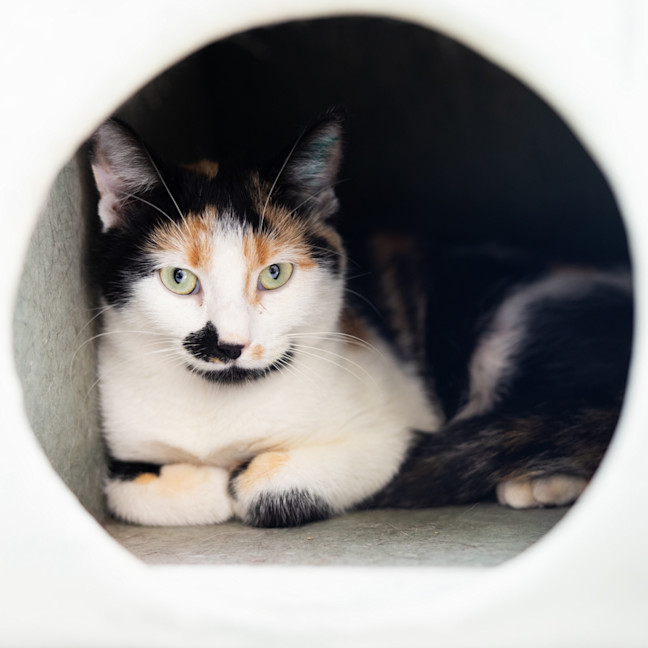 Photo of Callie
