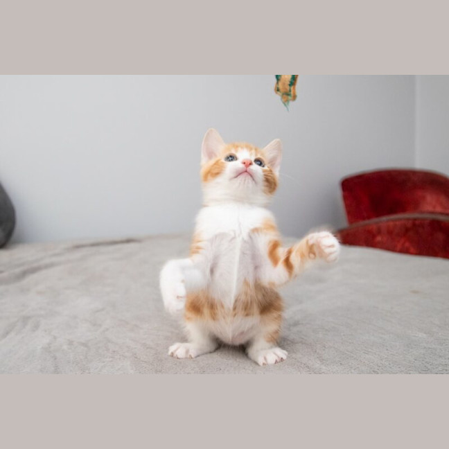 Photo of Pumpkin