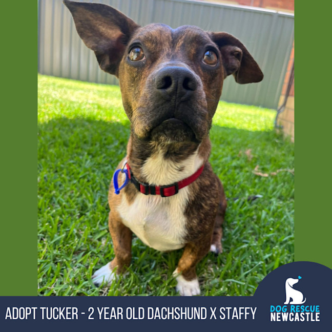 Photo of Tucker   2 Year Old Dachshund X Staffy