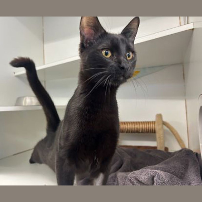 Photo of Binx
