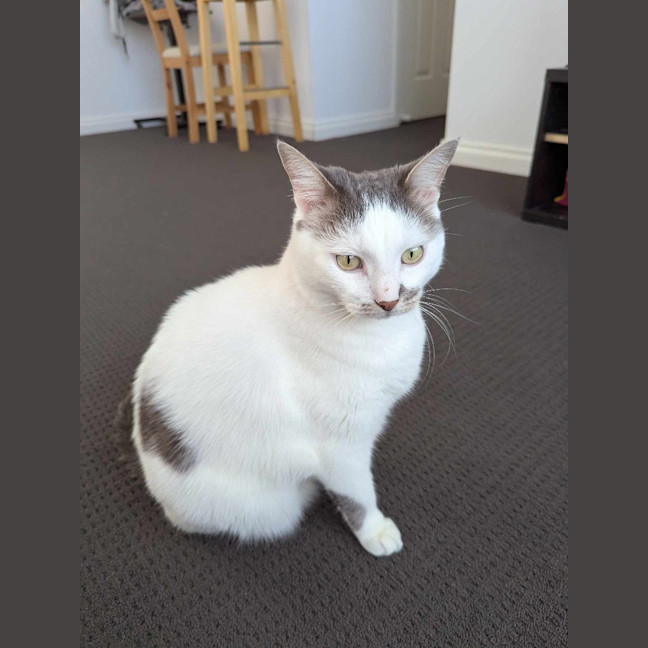 Photo of Tibby