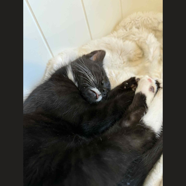 Photo of Pancake & Henry