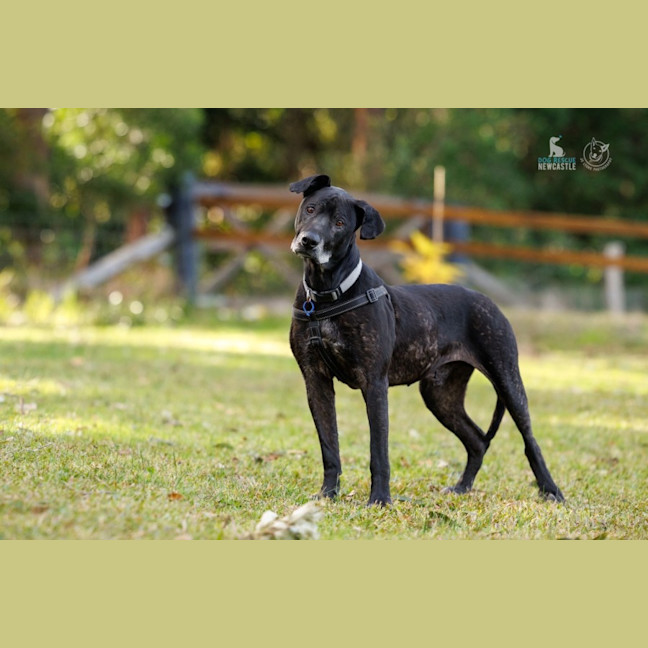 Photo of Chuck   11 Year Old Bullmastiff