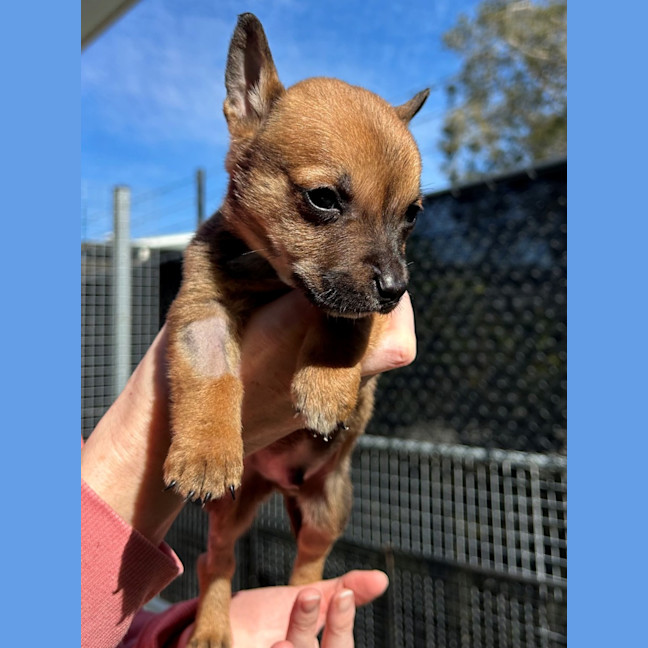 Photo of D1156 Nicro